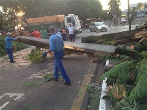 Vendaval derruba árvores em Maringá